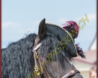 2AMAZONE- 0025